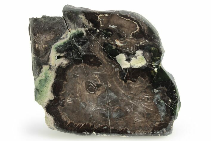 Jasper Replaced Petrified Wood - Hampton Butte, Oregon #248691